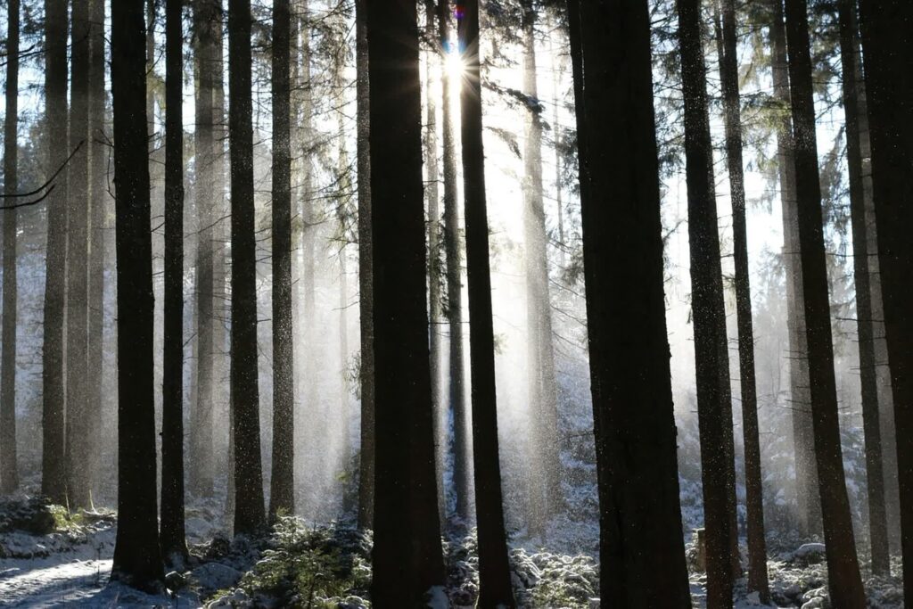 A misty forest walking trail in morning sunlight