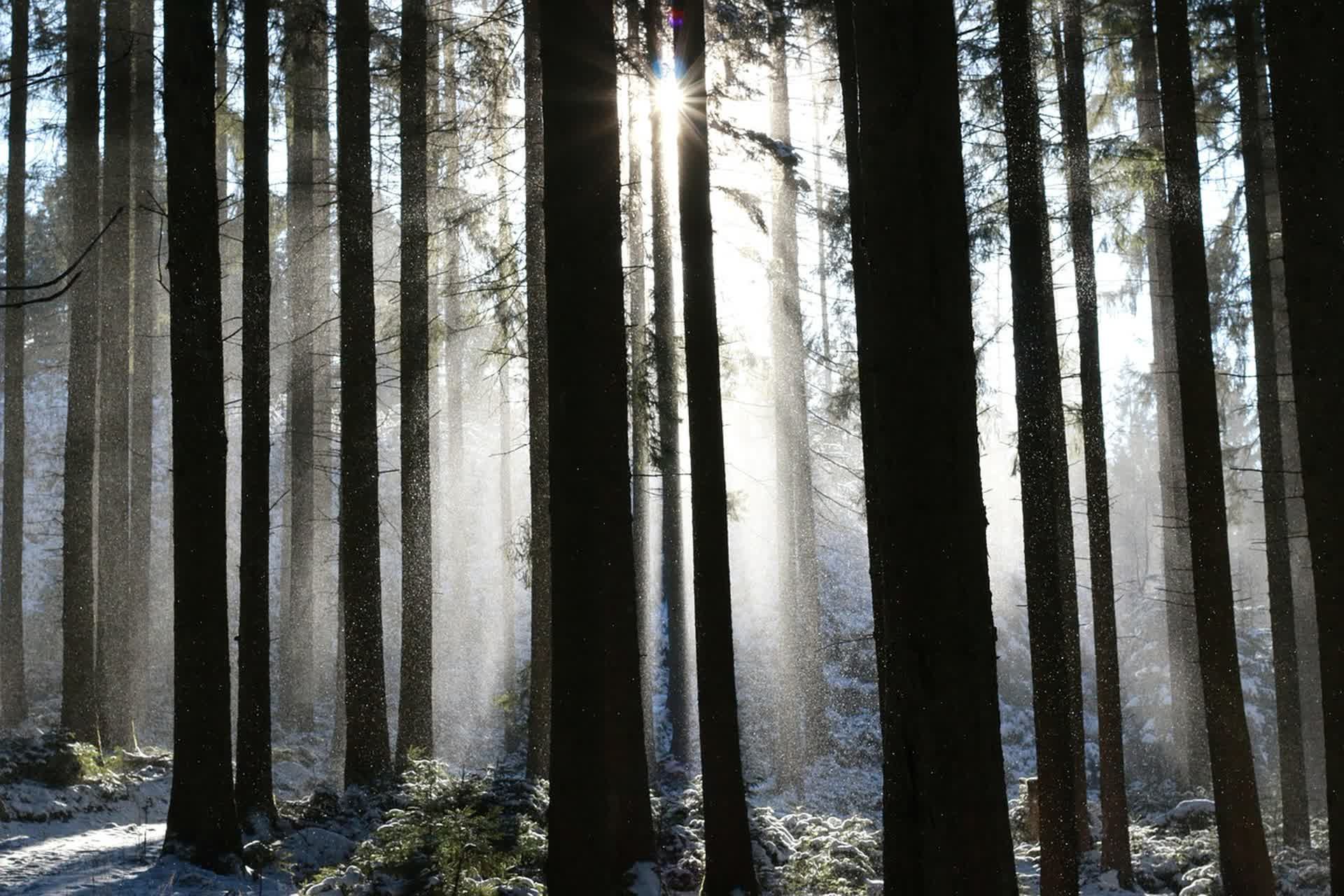 A misty forest walking trail in morning sunlight
