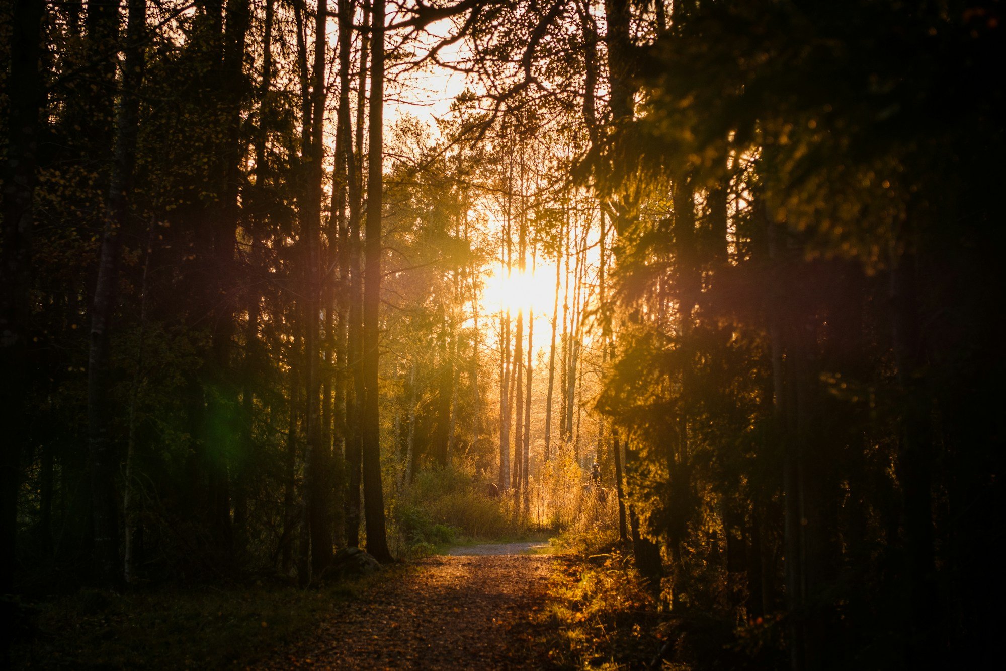 Sunlight filtering through trees onto a wide forest path