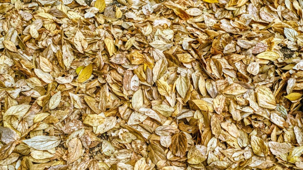 Close-up of oats and grains representing dietary fibre