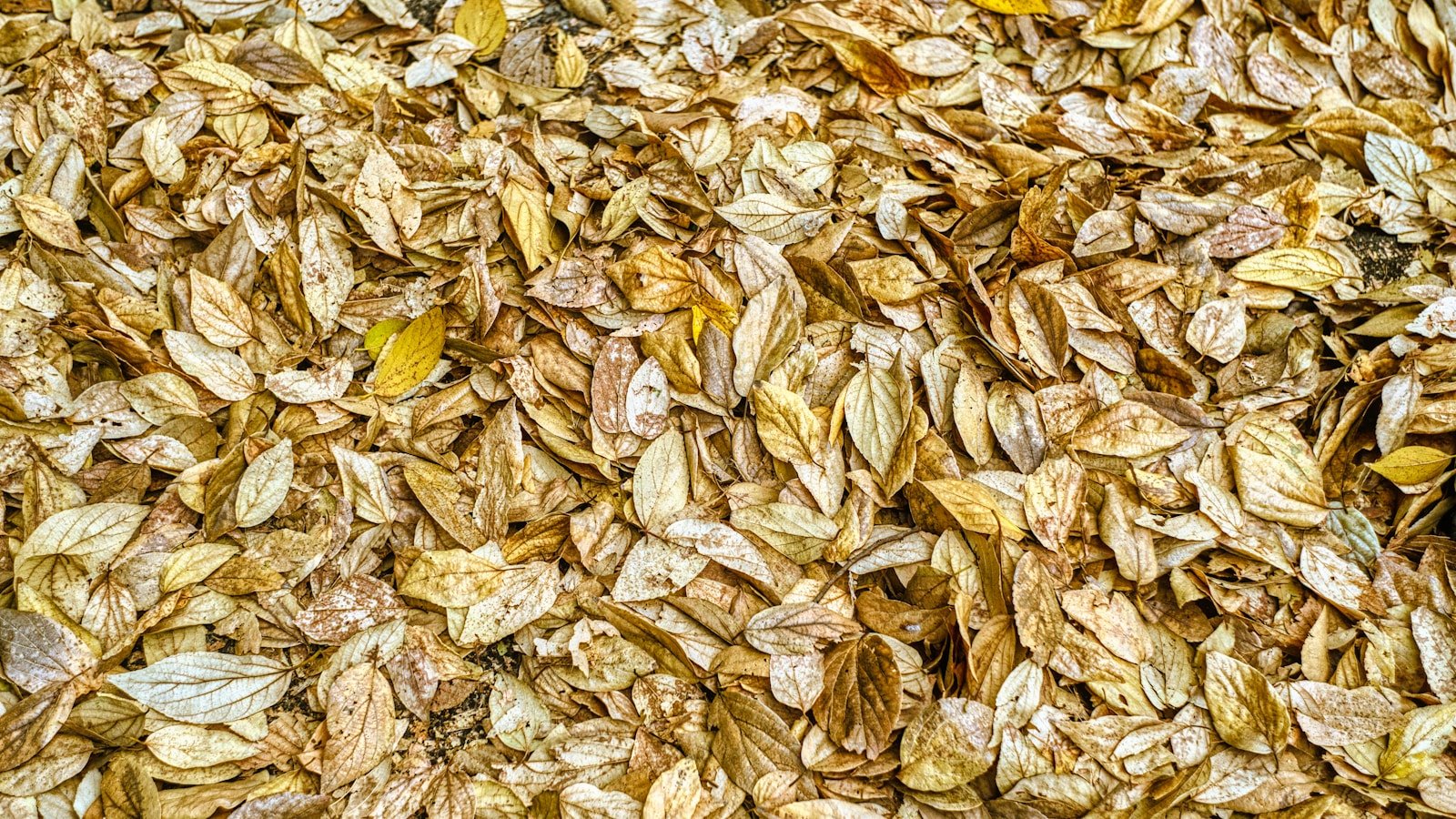 Close-up of oats and grains representing dietary fibre
