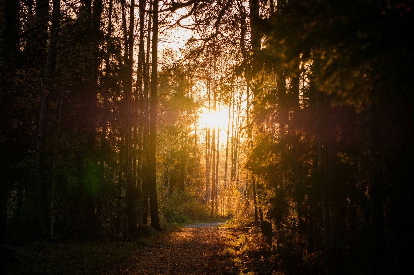 Sunlight filtering through trees onto a wide forest path