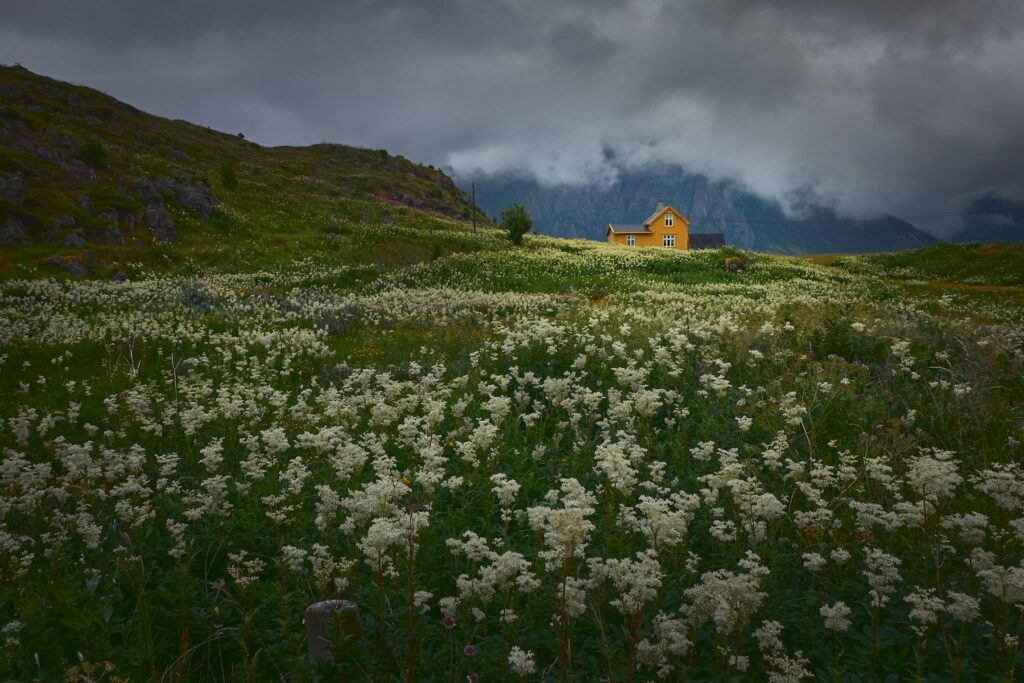 Arctic meadow with wildflowers and mountains behind
