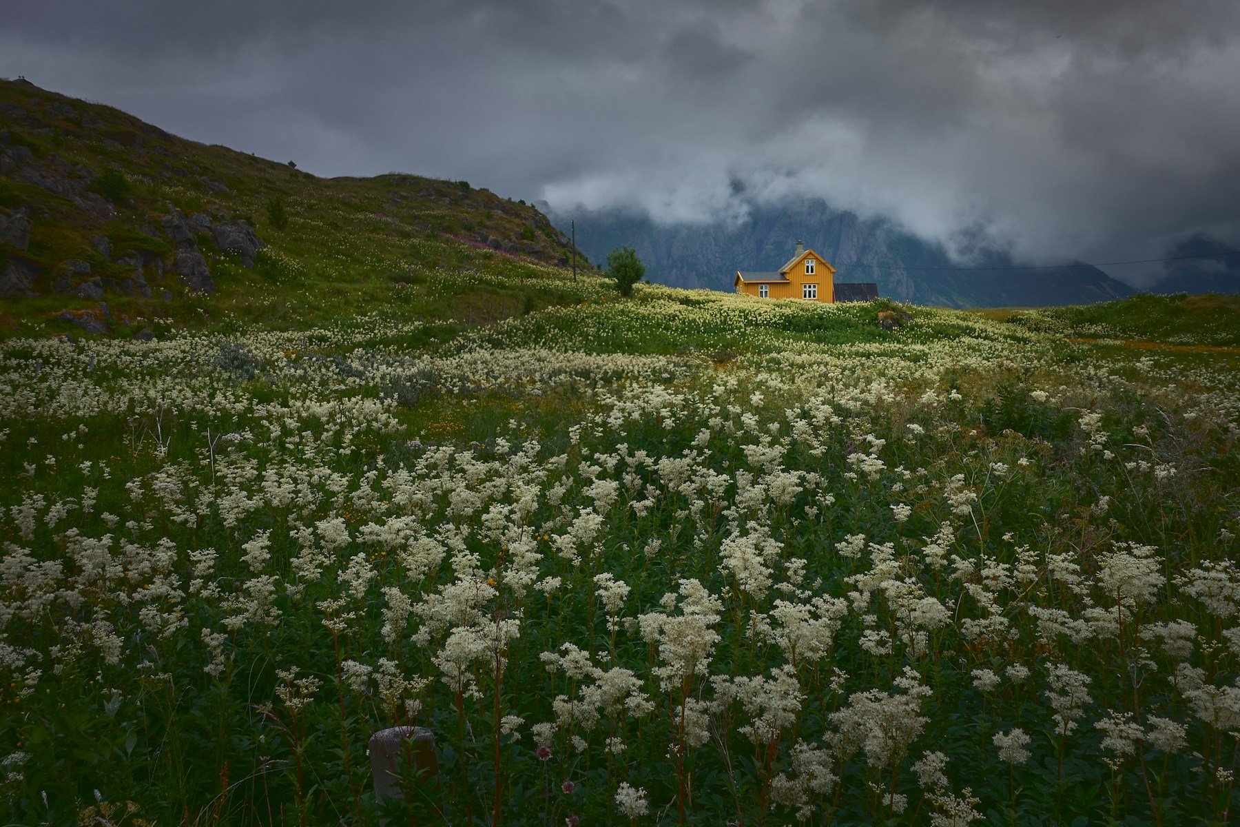 Arctic meadow with wildflowers and mountains behind