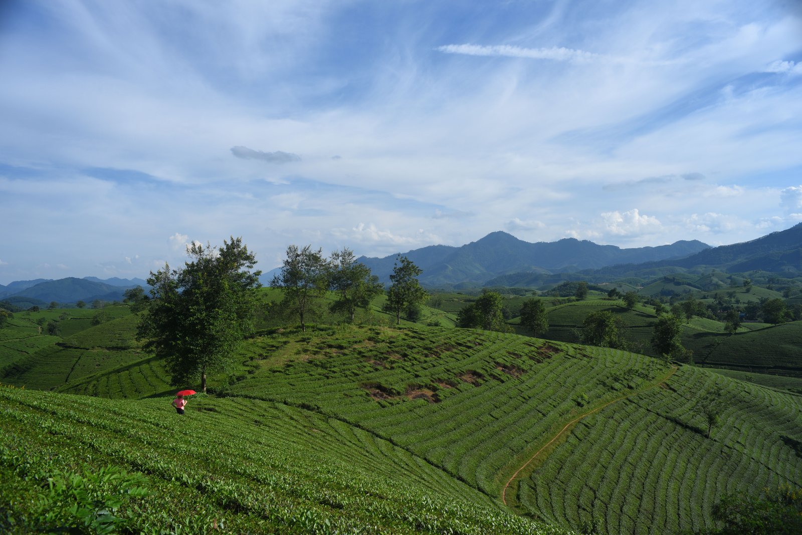 Lush green tea plantation across rolling hills under a blue sky