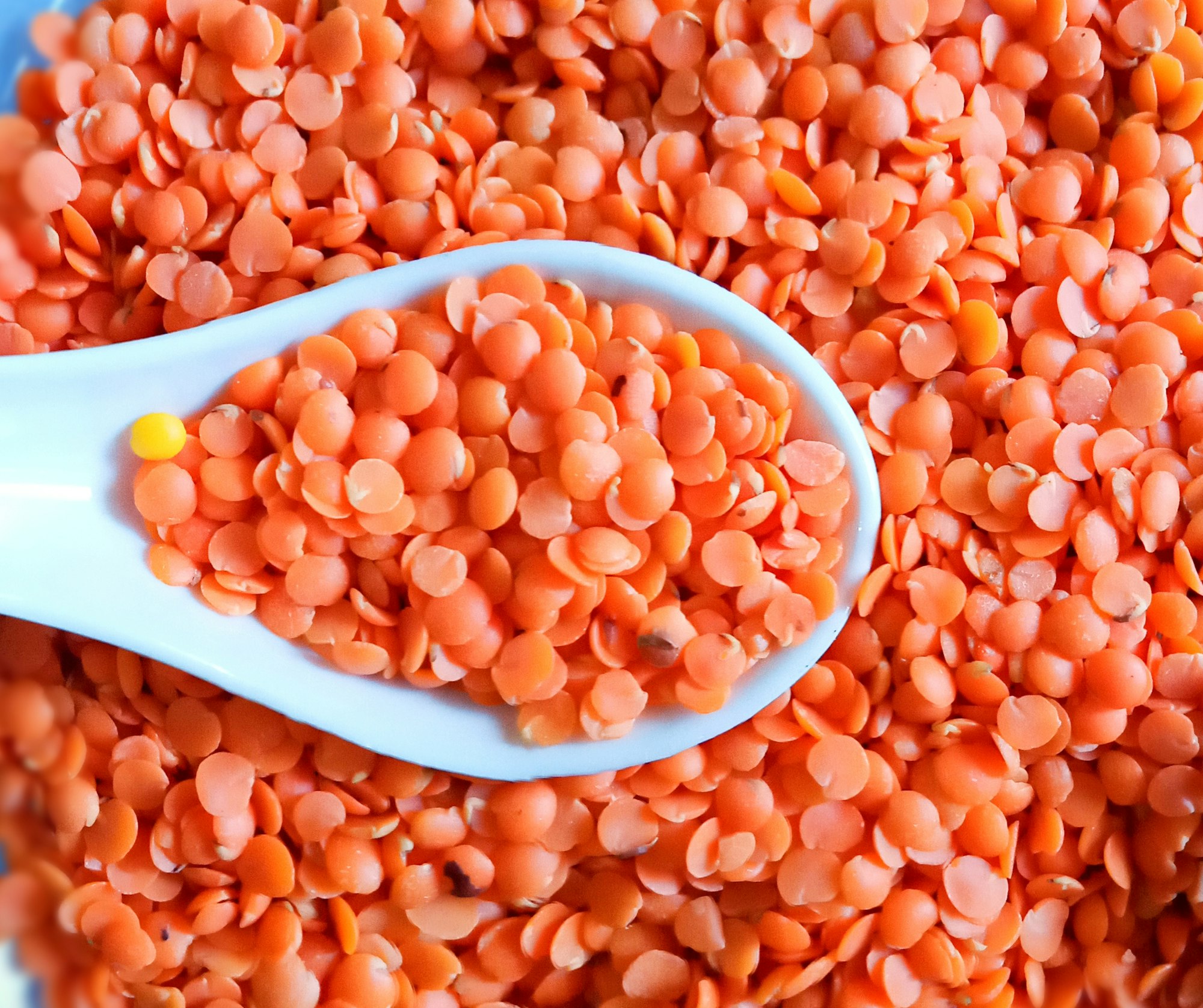 A spoonful of red lentils in a blue bowl