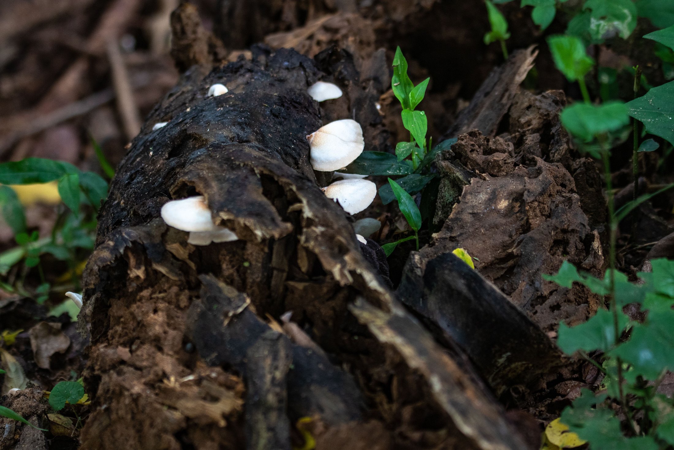 White mushrooms growing on a brown wood log