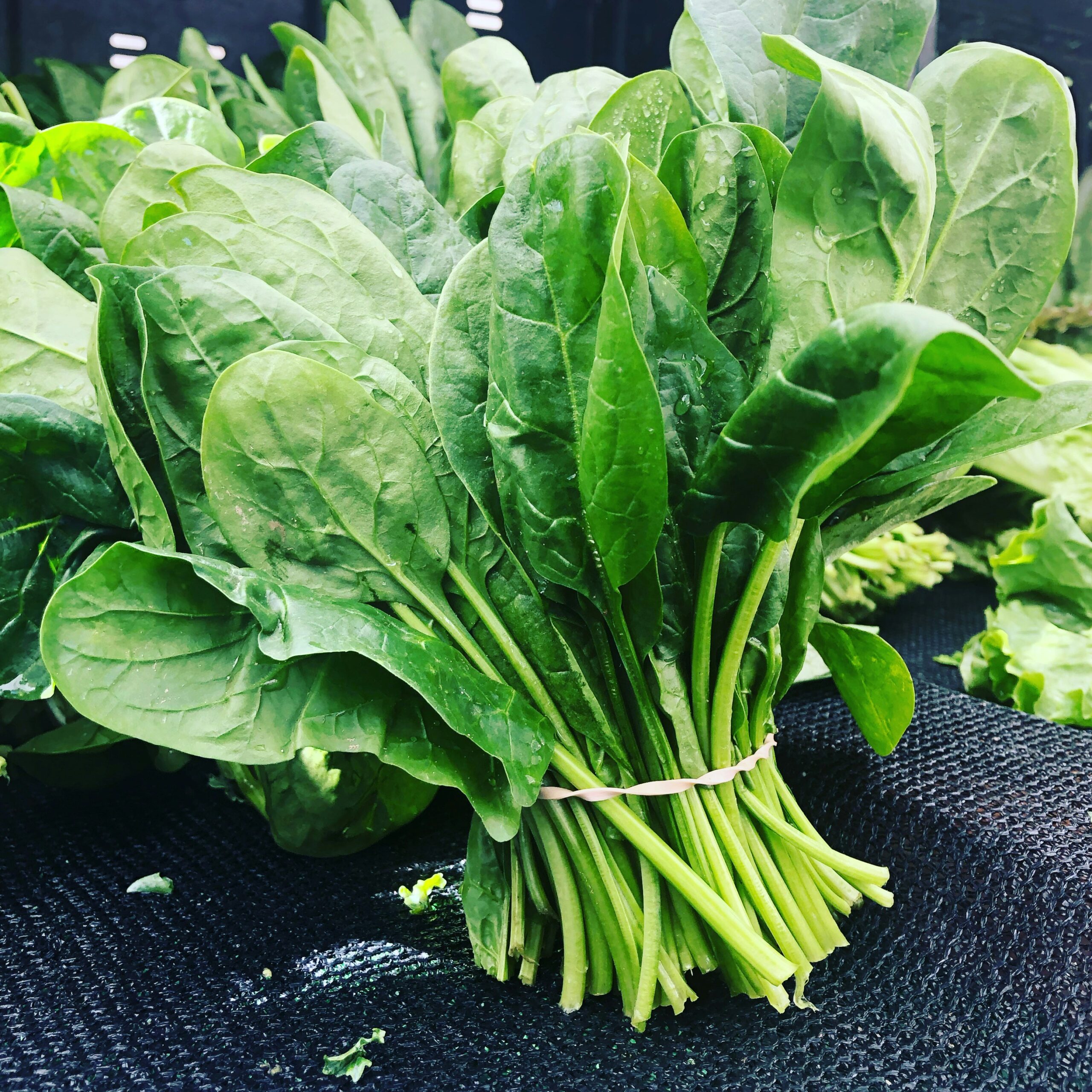Lutein-rich leafy vegetables with light against a neutral background