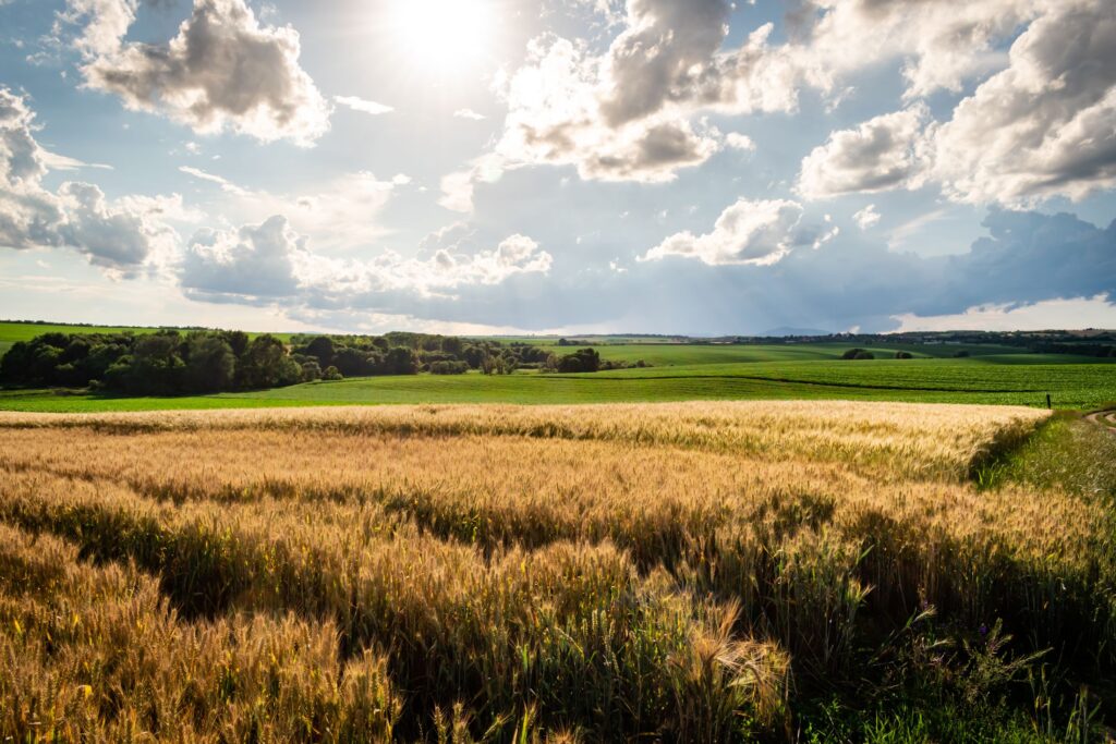 Wheat field in daylight